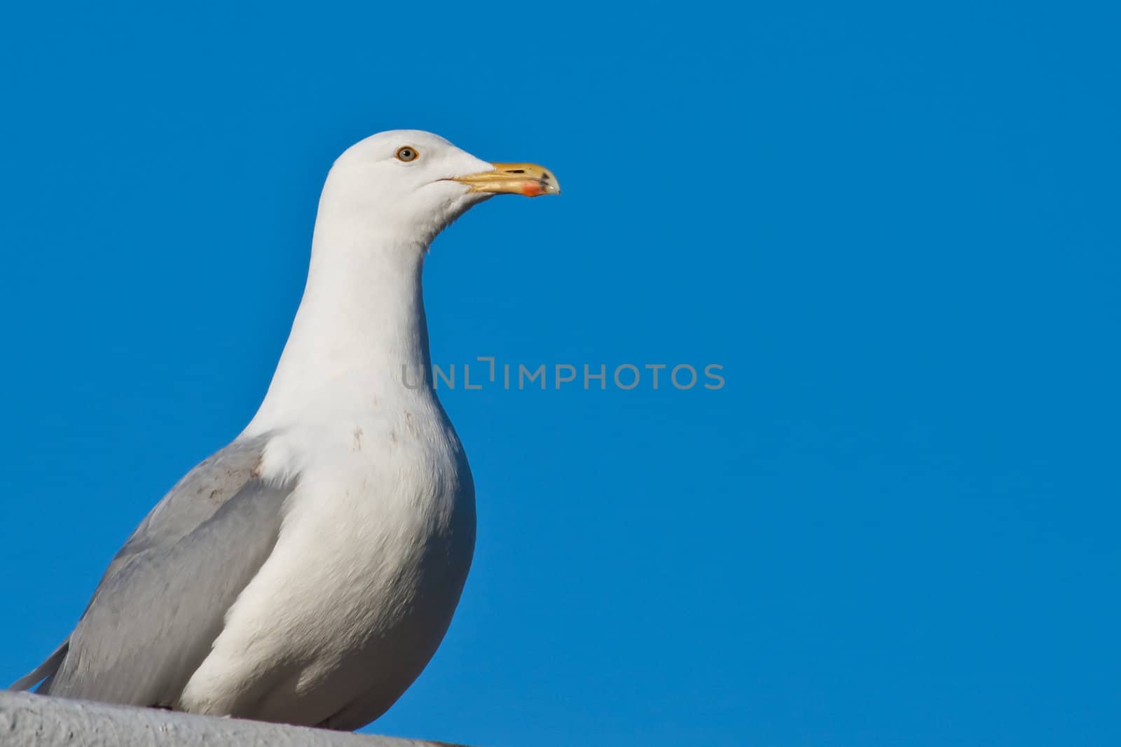 Wild seagul against blue sky