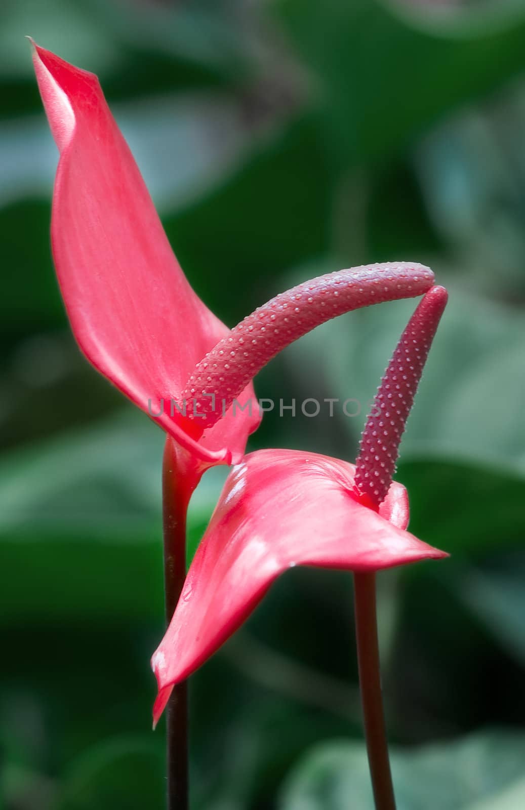 Vertical oriented image of two red anthuriums and blurry green leafs on background.