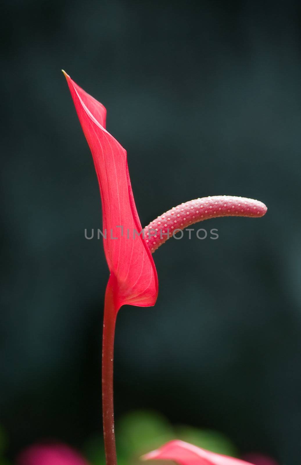 Red Anthurium. by rglinsky