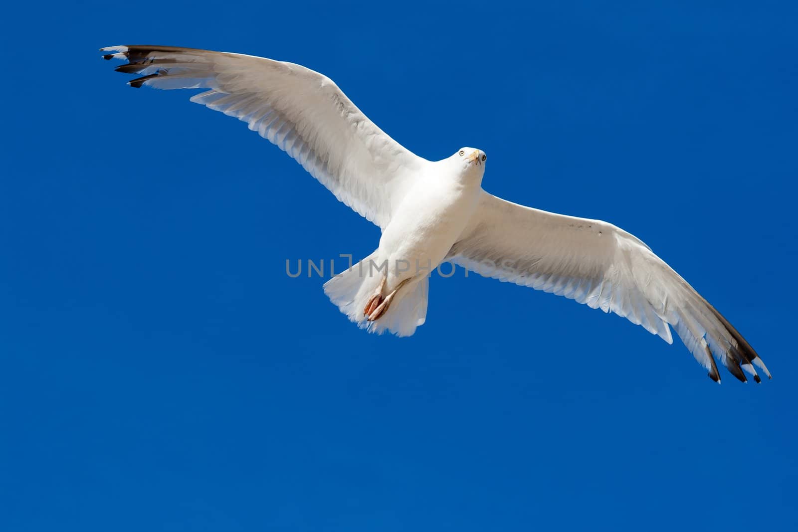 Seagul flying in on blue sky