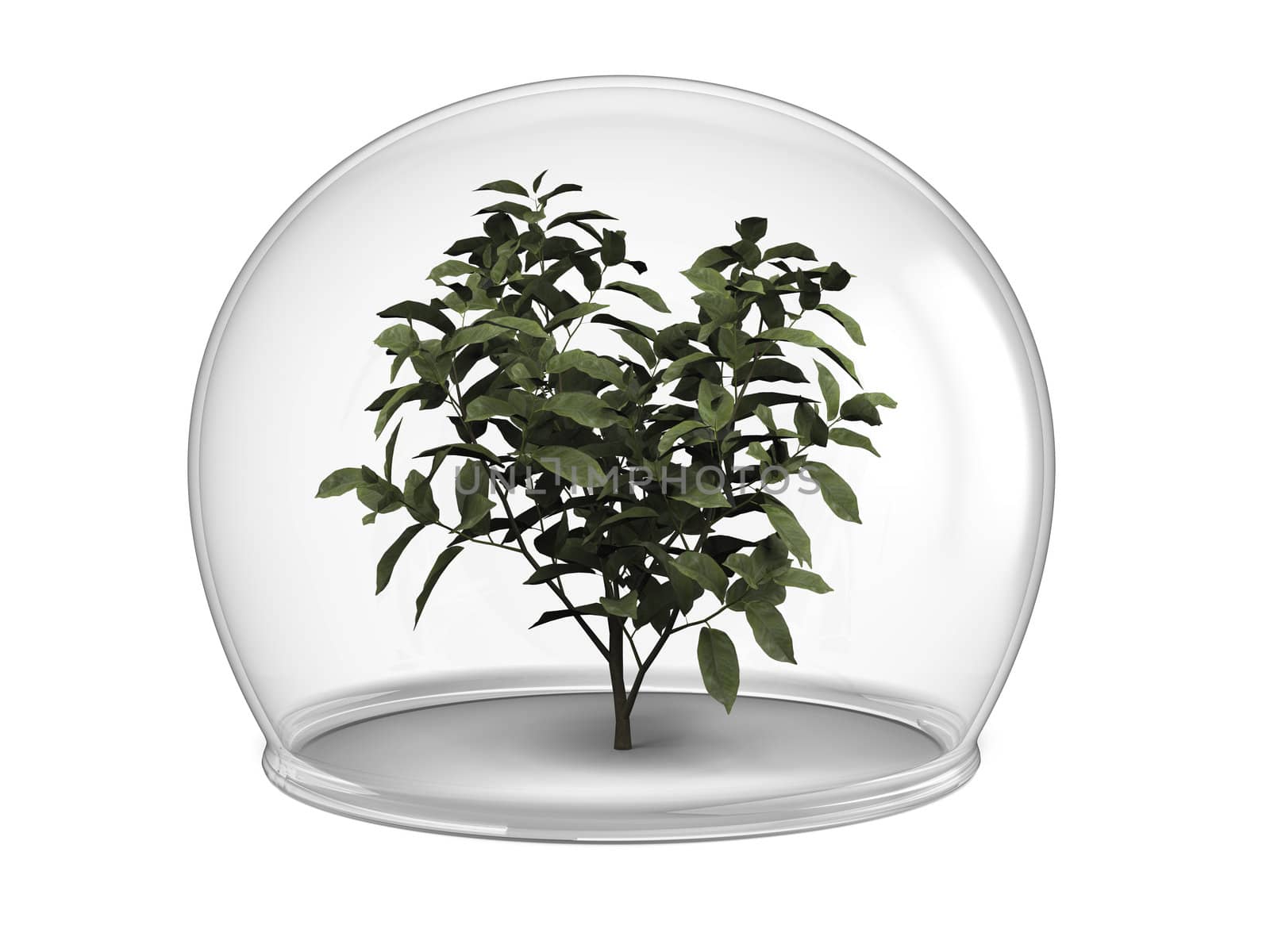 Young tree inside glass bowl, concept of environmental protection and conservation, isolated on white background