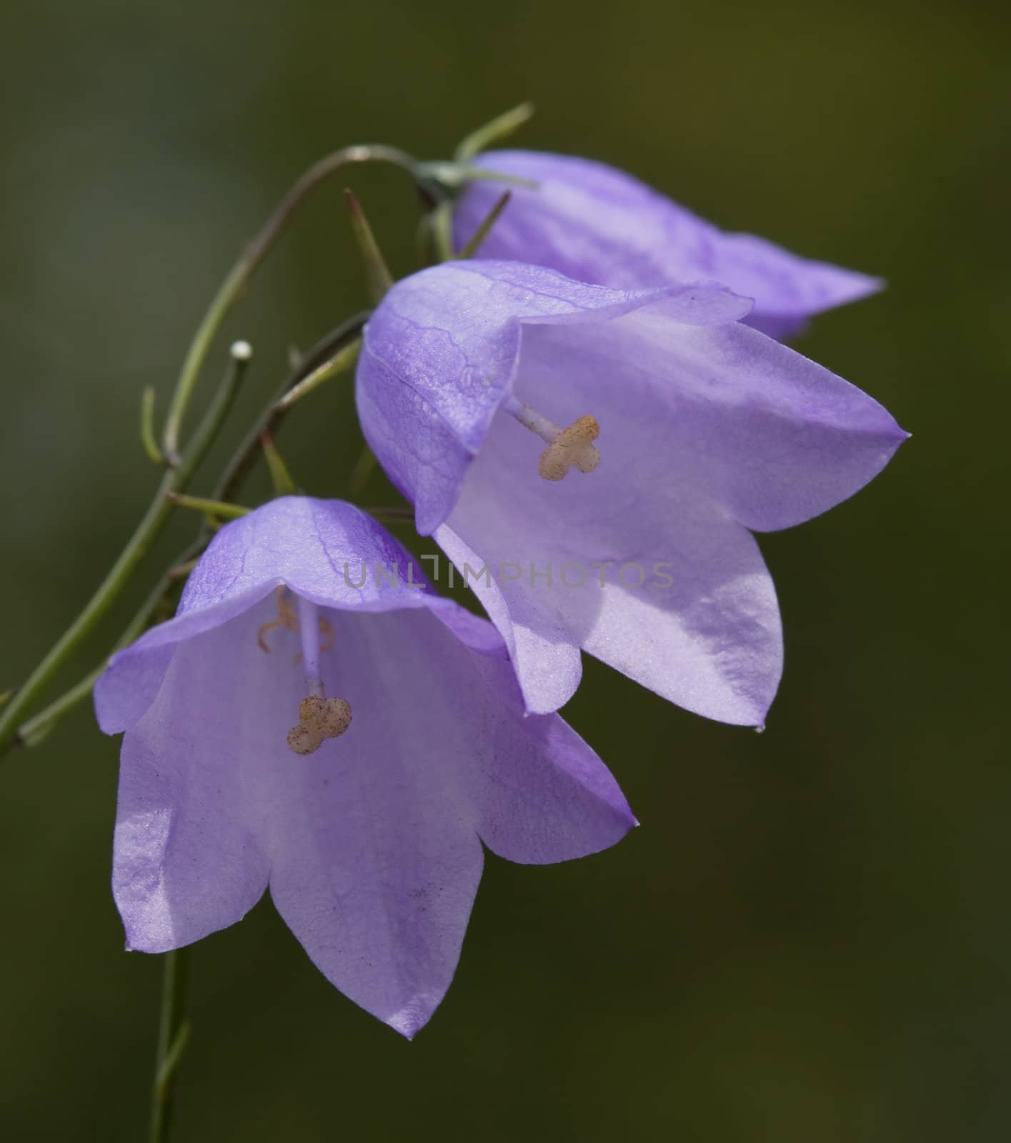 Flowers Bellflower (bell) close-up in vivo 