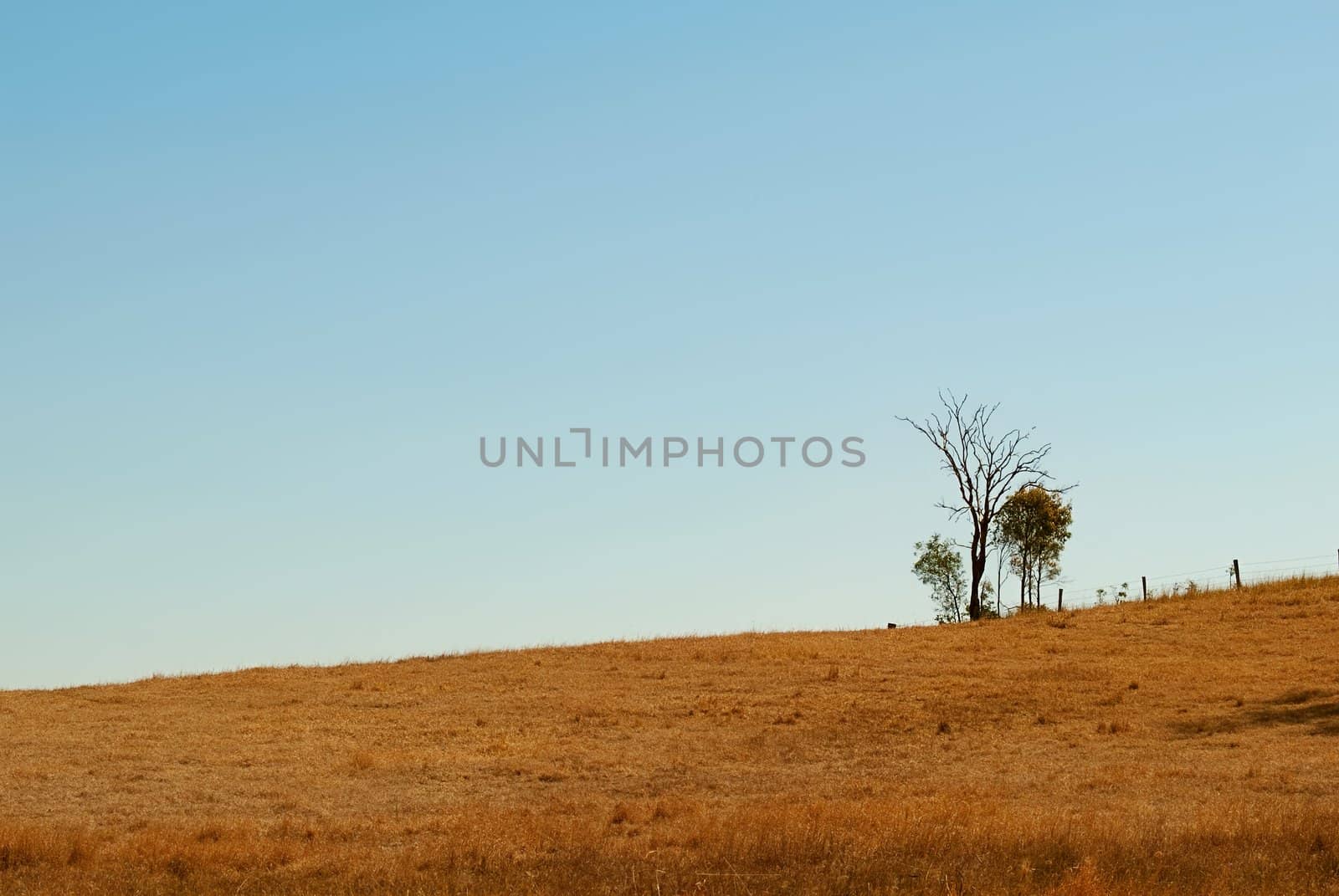 Australian undulating outback winter horizon with clear blue sky dead tree fence posts and dry grass