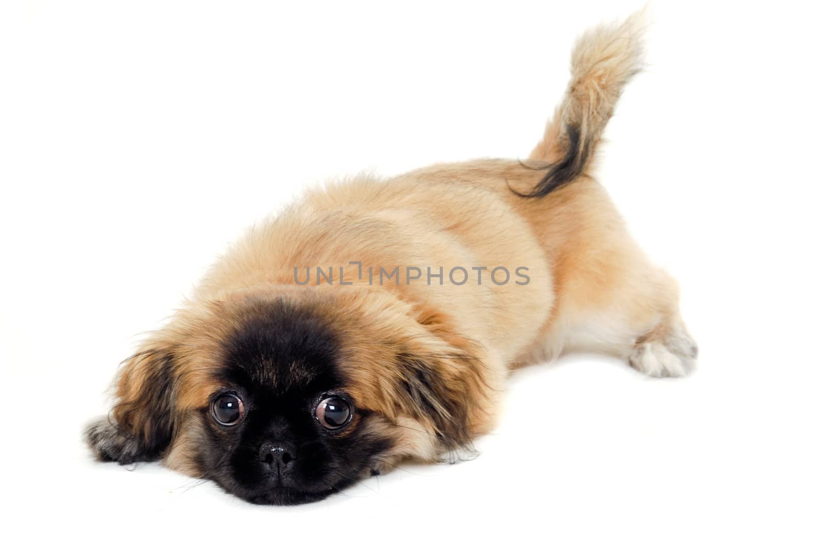 A sweet sad puppy dog resting on a white background