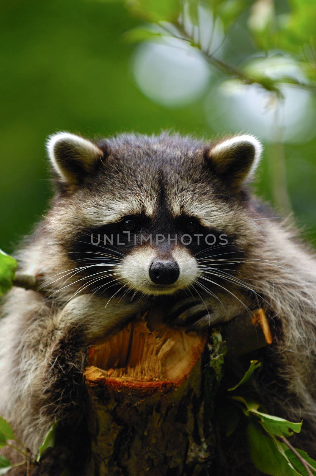 Raccoon by cfoto