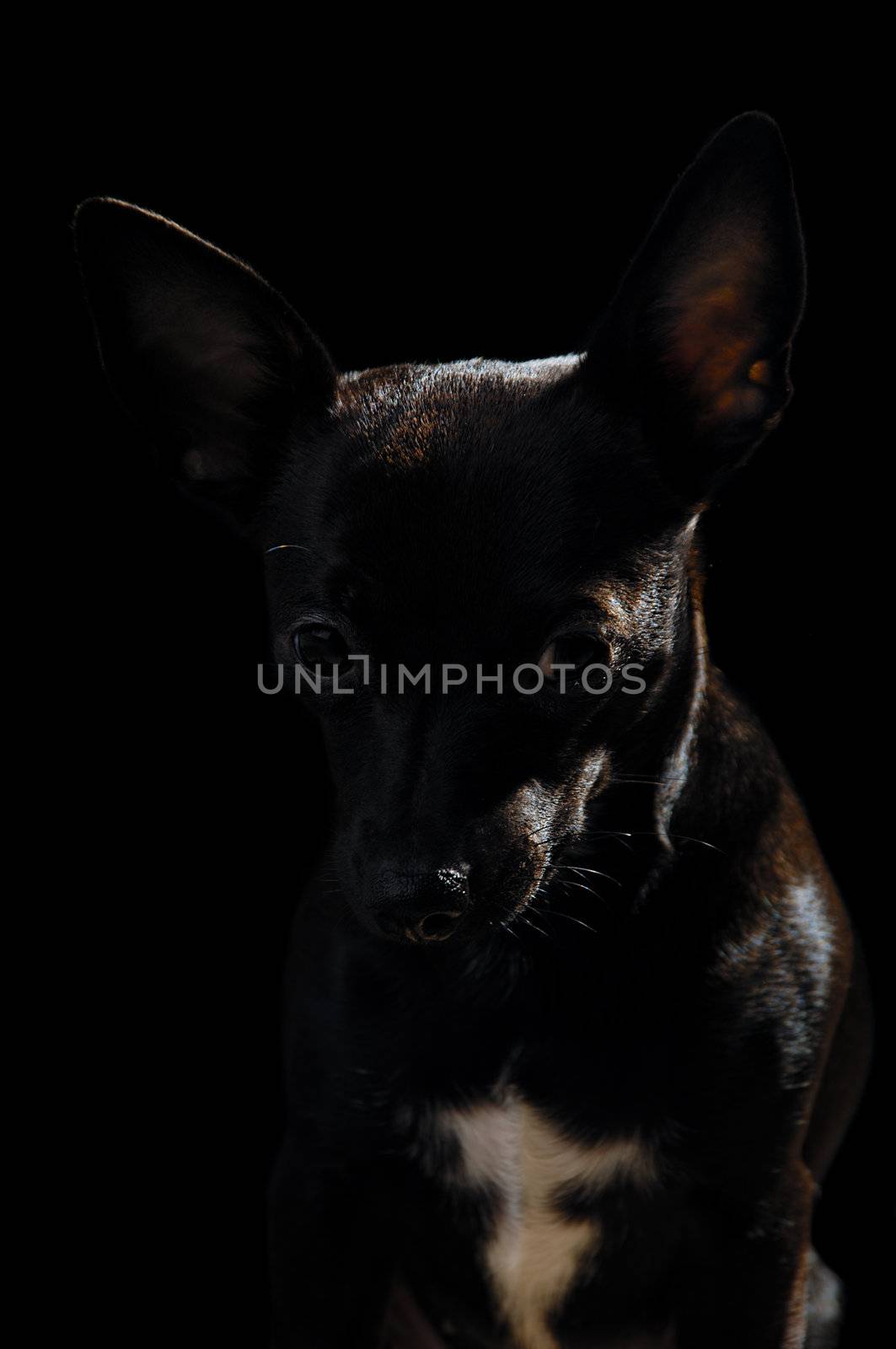 Sweet shy puppy dog on a black background. Mix of a miniature pincher and a chihuahua.