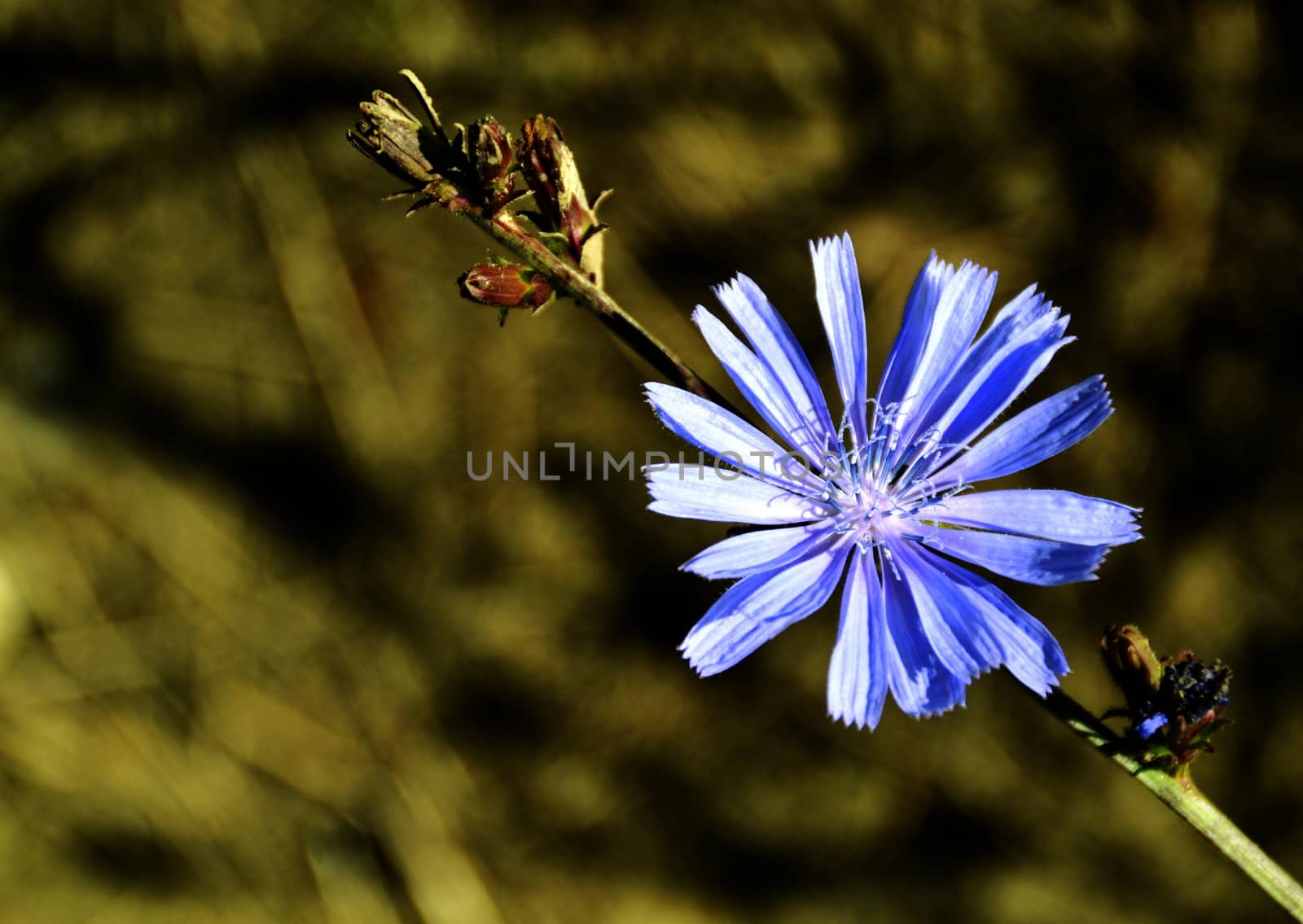 Chicory by Ahojdoma