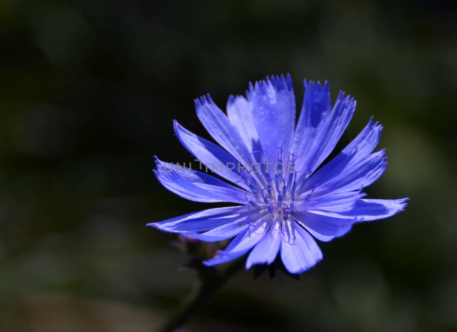 chicory by Ahojdoma