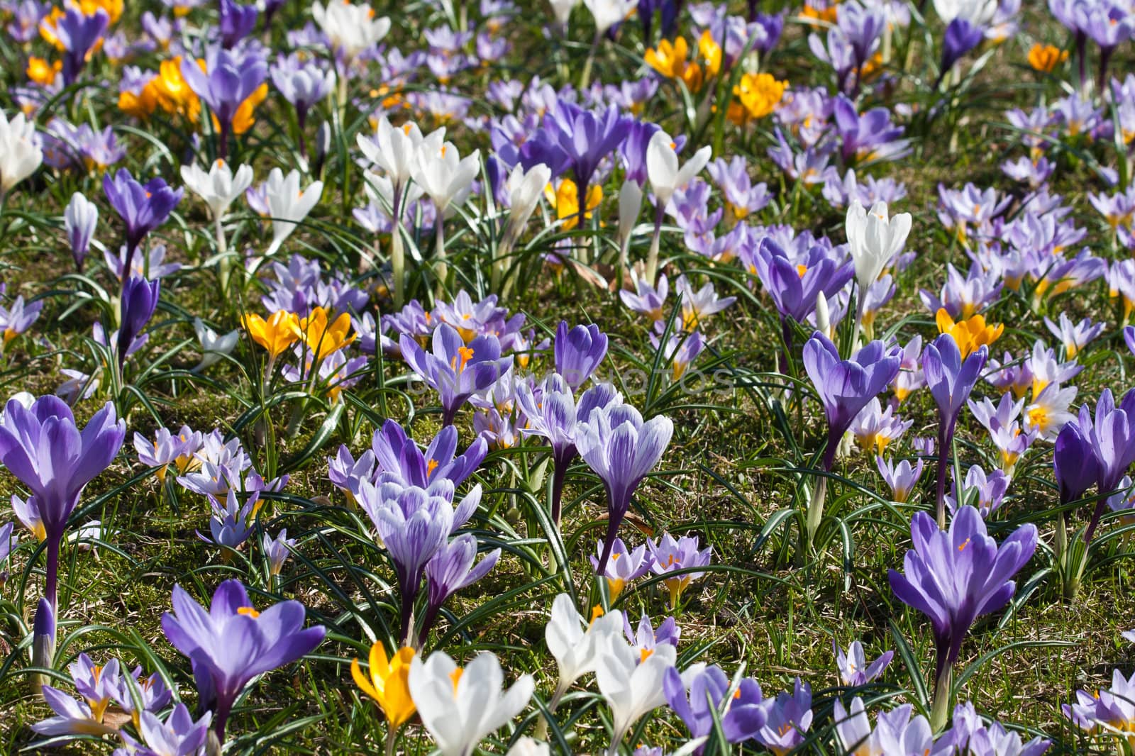 lot of purple crocus flowers in spring