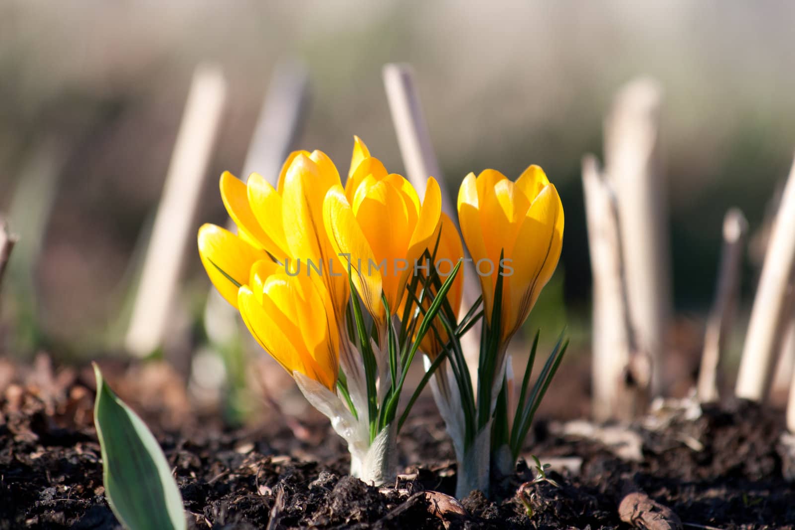 crocus