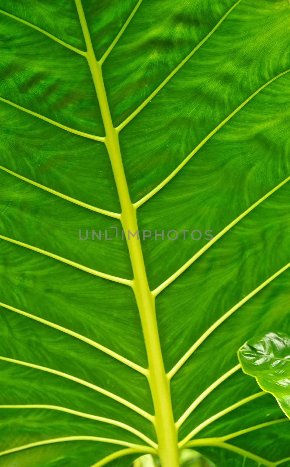Giant green leaf with yellow branches and veins.
