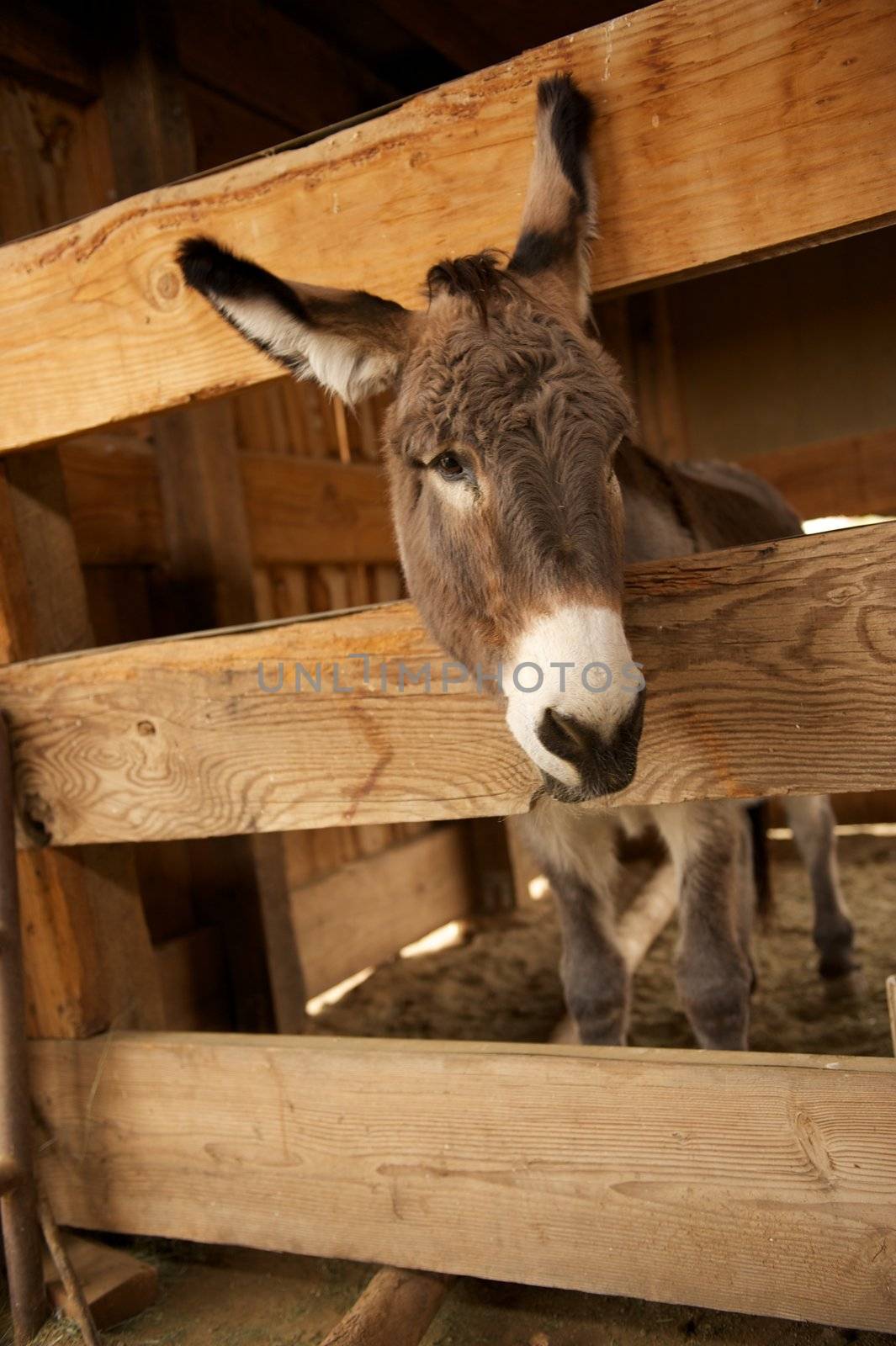 Lonely donkey in his pen puts his head through the wooden slats
