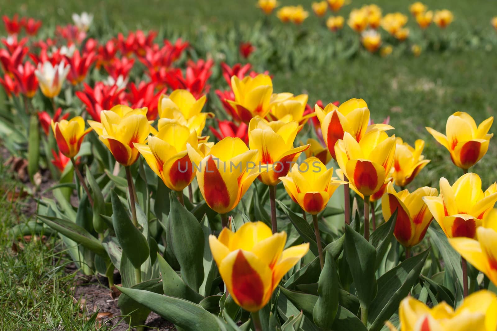 Colorful Yellow and Red Tulips on a sunny day