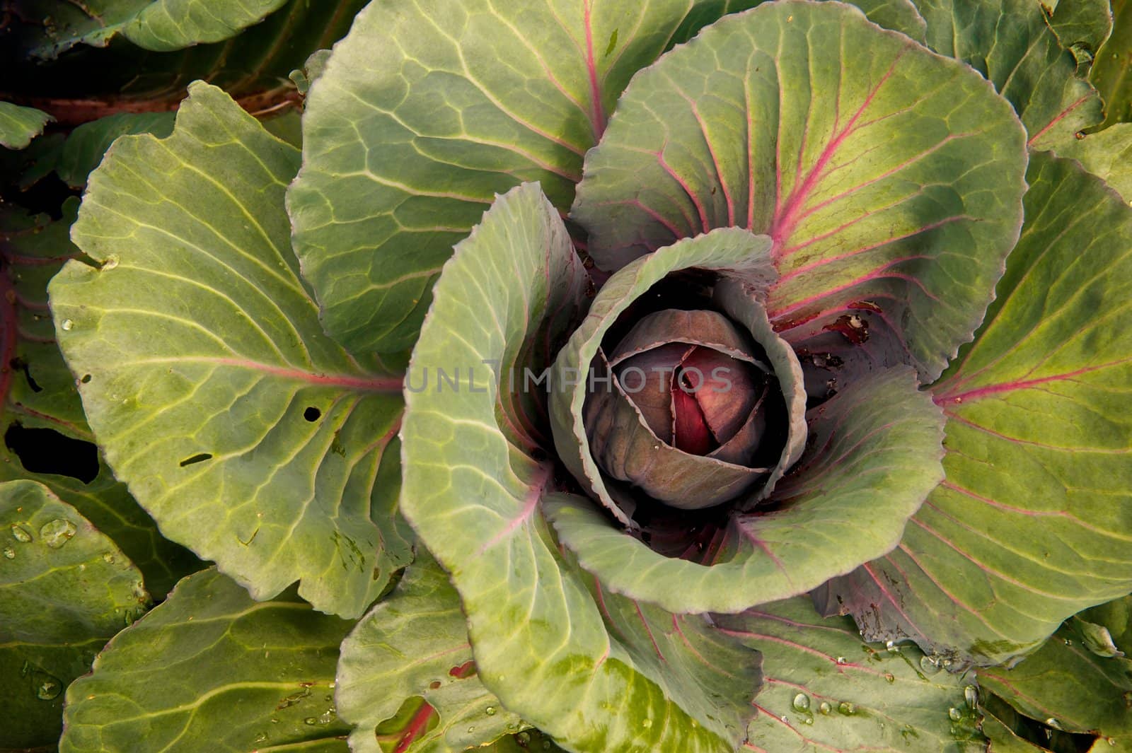 Red cabbage plant growing in a garden