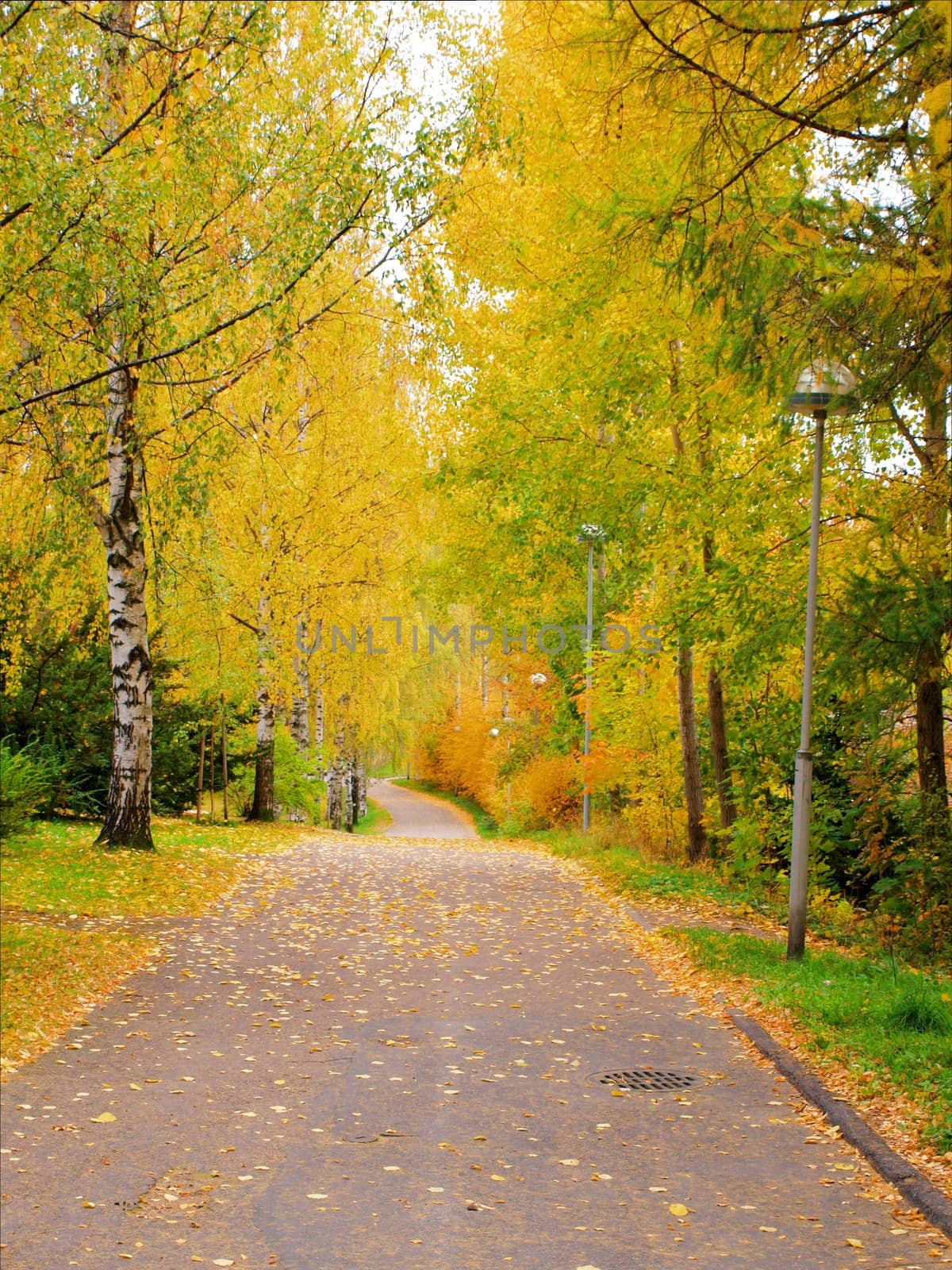 Alley dressed in autumn colors, at day time by Arvebettum