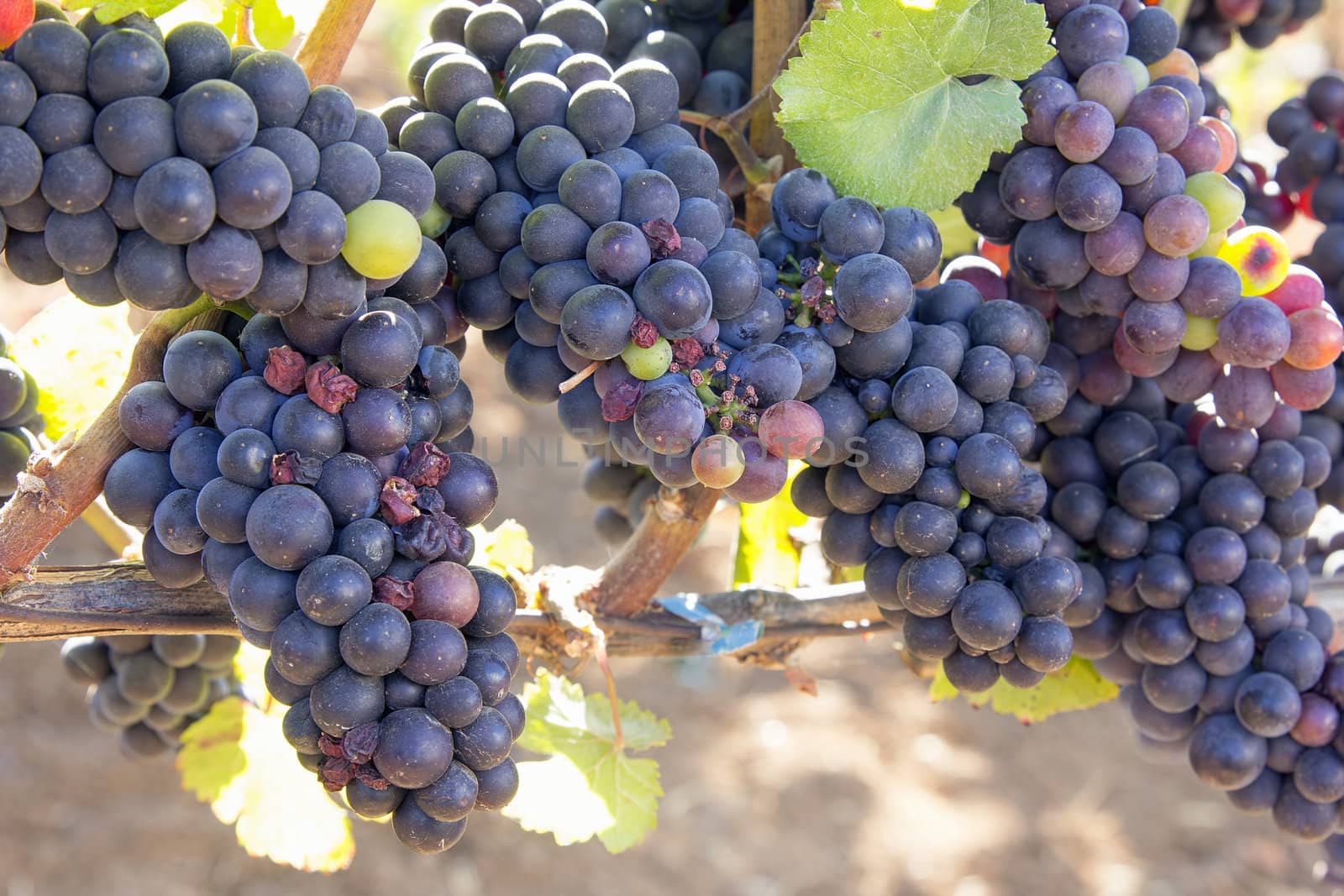 Bunches of Red Wine Grapes Hanging on Grapevines Closeup