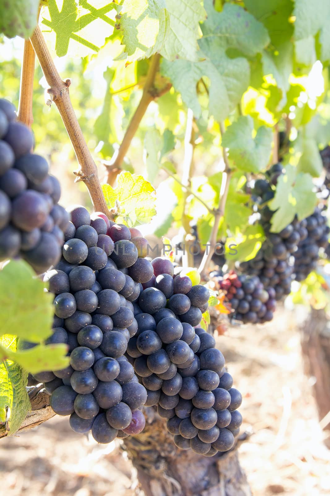 Red Wine Grapes Bunches Hanging on Grapevines in Vineyard Vertical