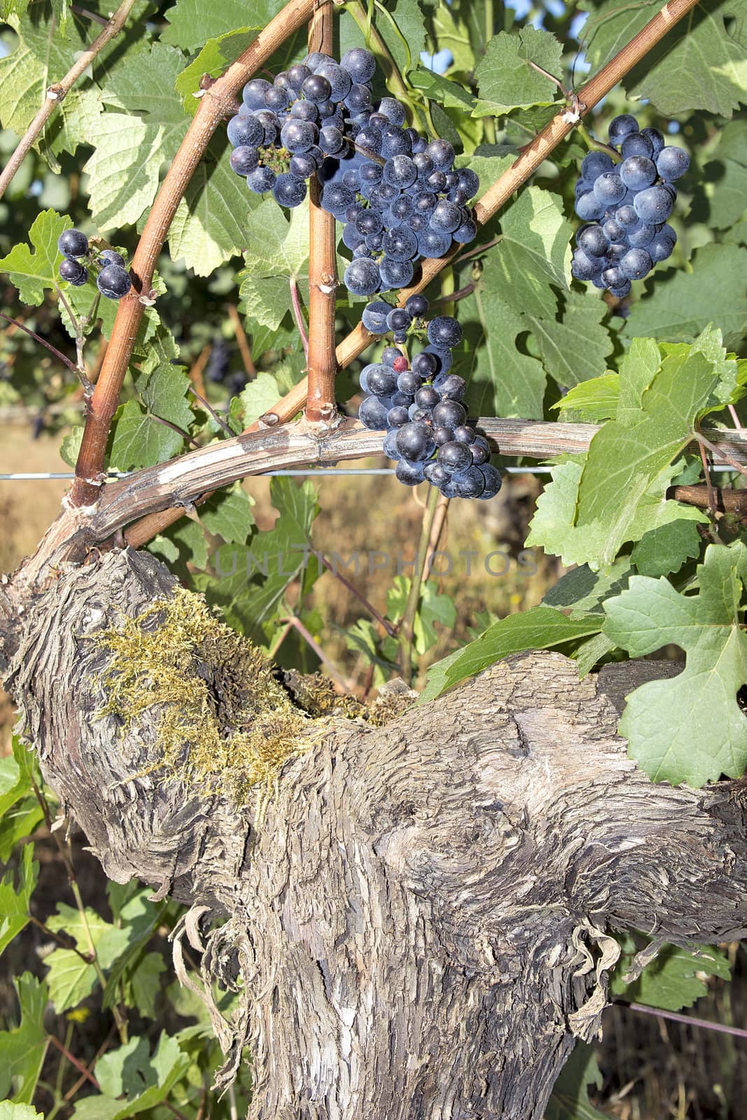 Bunches of Red Wine Grapes Growing on Vine by jpldesigns