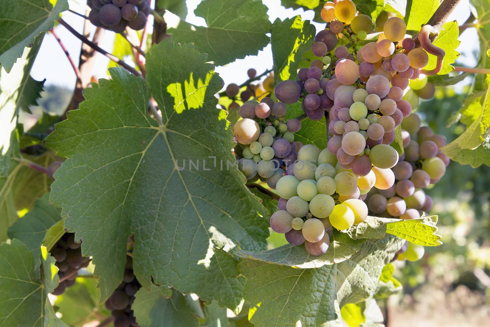 Colorful WIne Grapes Growing on Grapevine in Vineyard