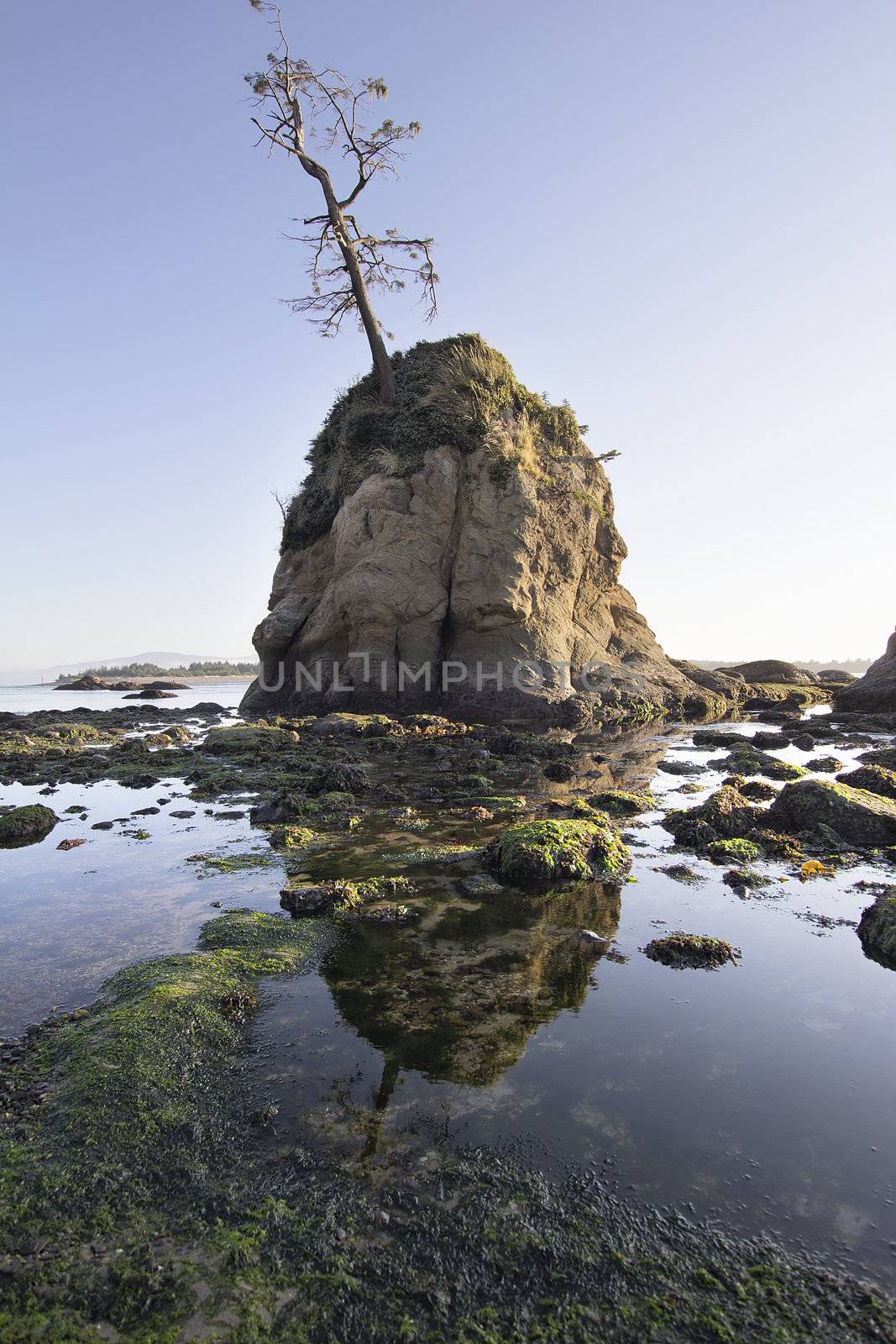 Pig and Sows Rock in Garibaldi Oregon at Low Tide by jpldesigns