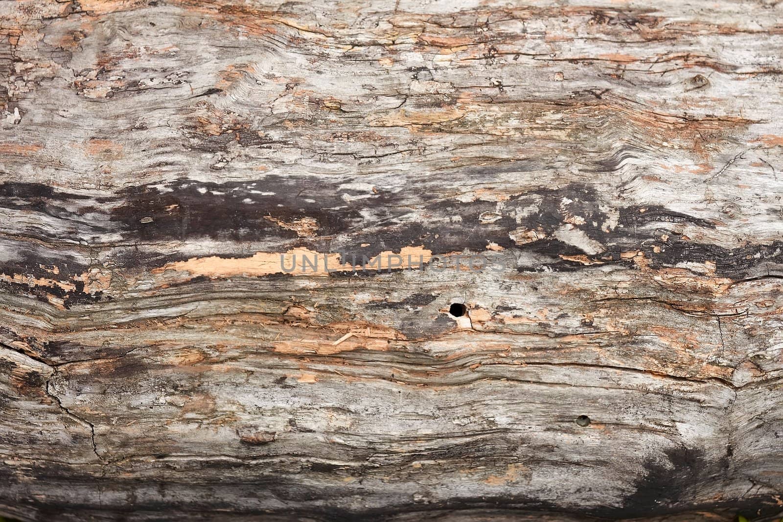 Fragment of old dried wooden logs after weather exposure