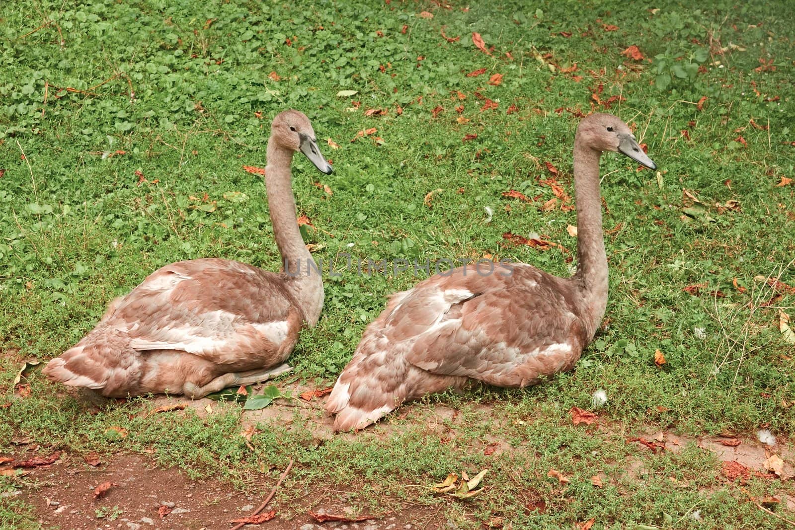 Two young swans sitting on green grass when changing plumage in autumn season