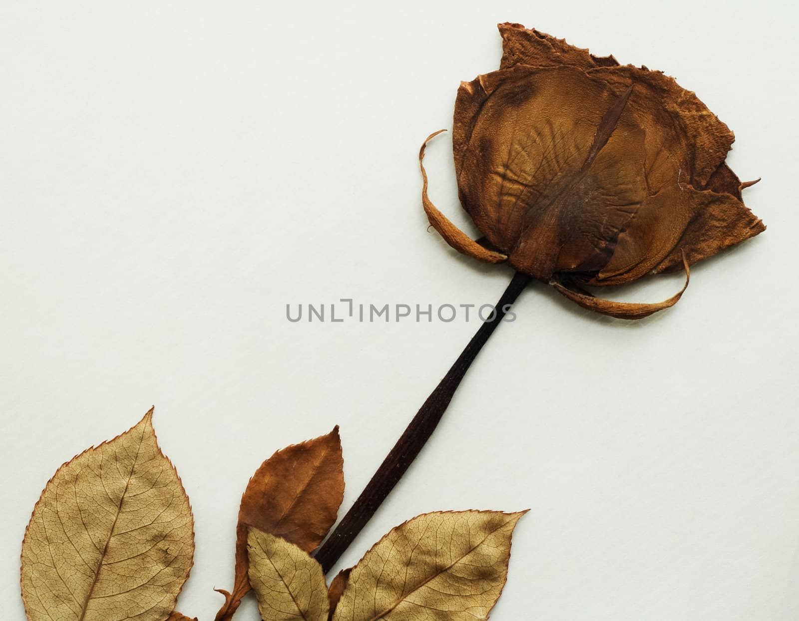 Dried rose