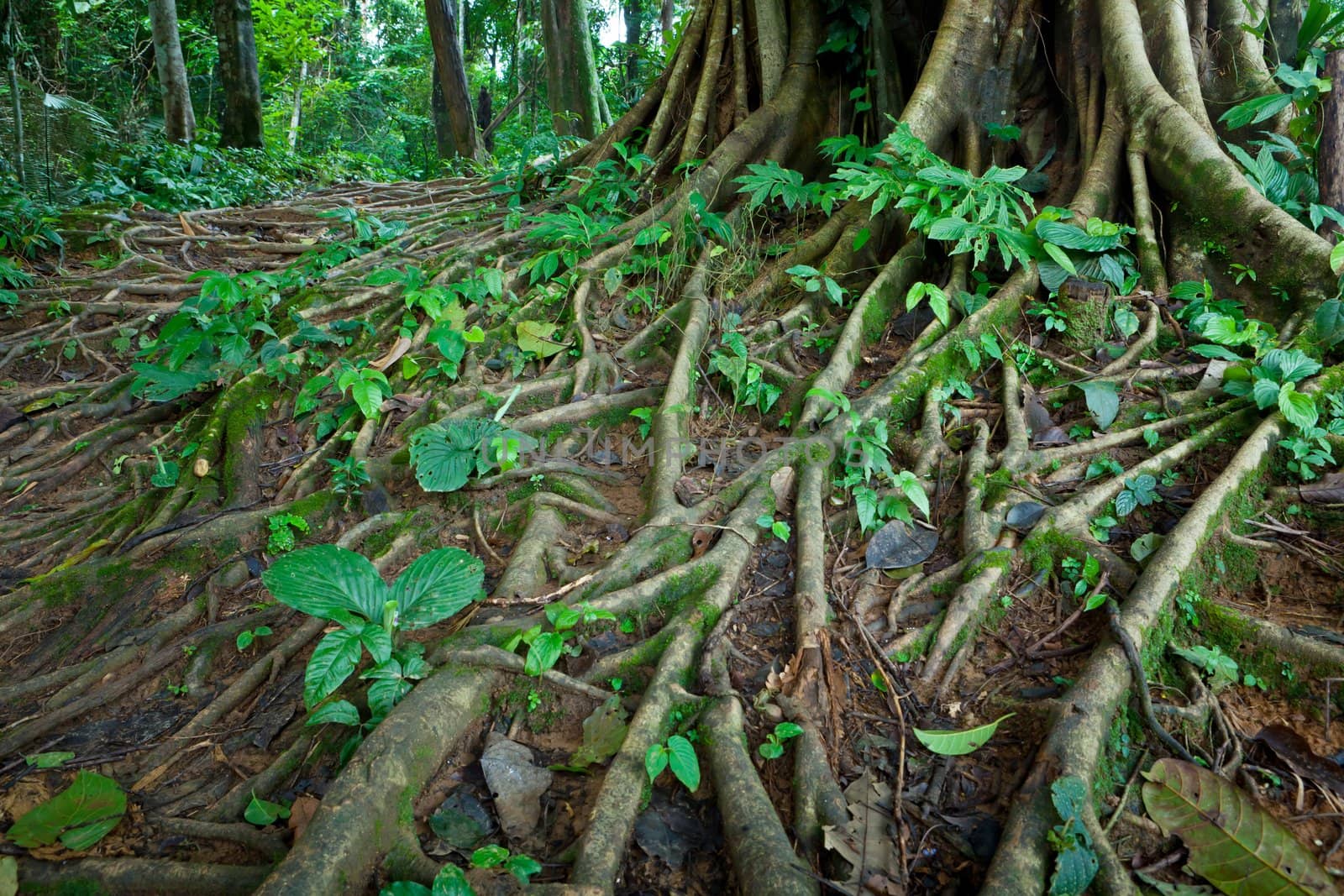 Tropical tree roots in a misty forest