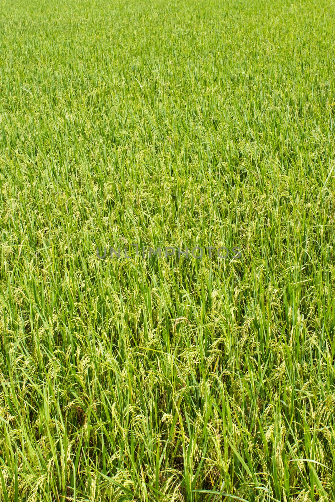 rice plant in rice field ,thailand