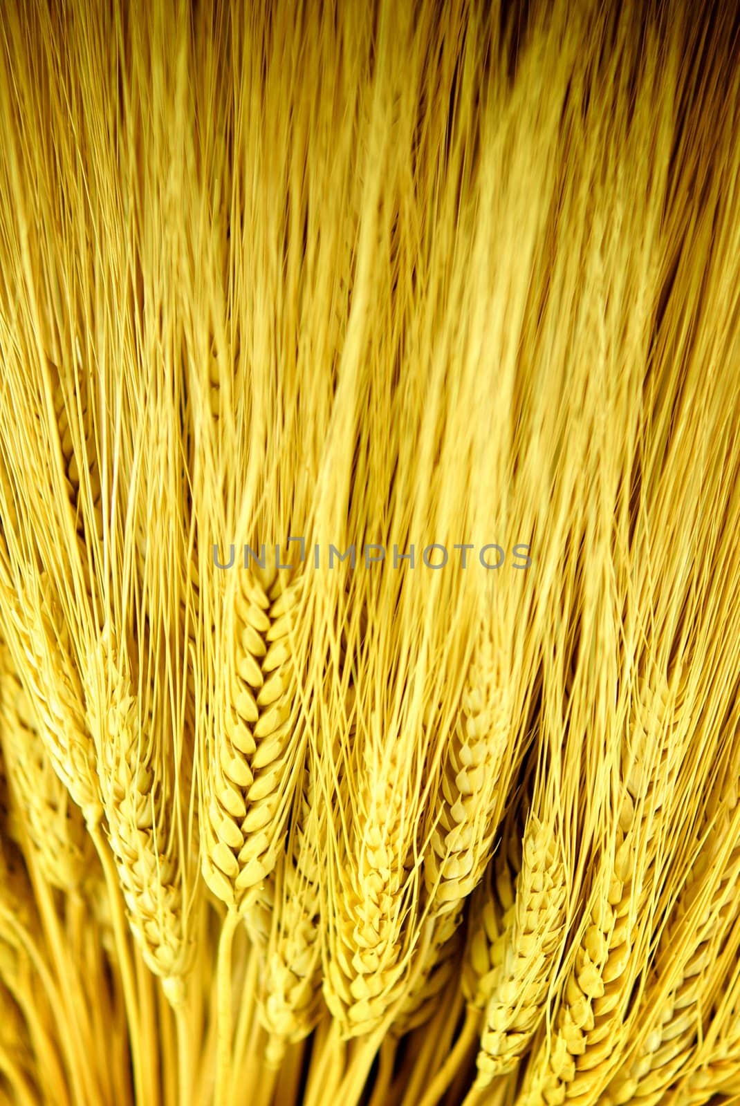 Stalks of Golden Wheat by pixelsnap