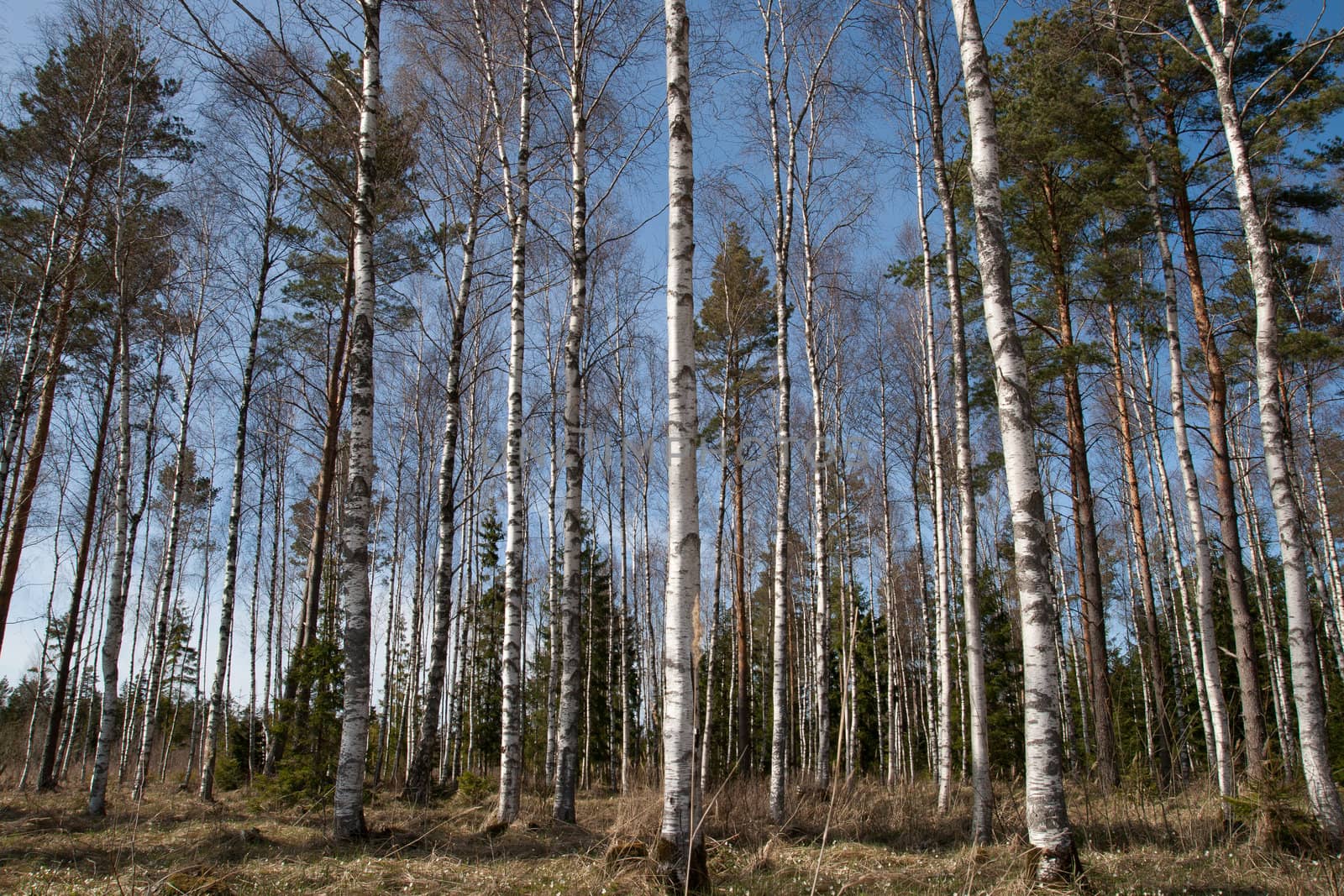 birch trees in a summer forest in sunny day
