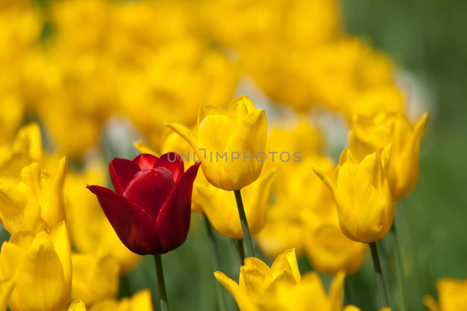 One red tulip in yelow tulips flowerbed