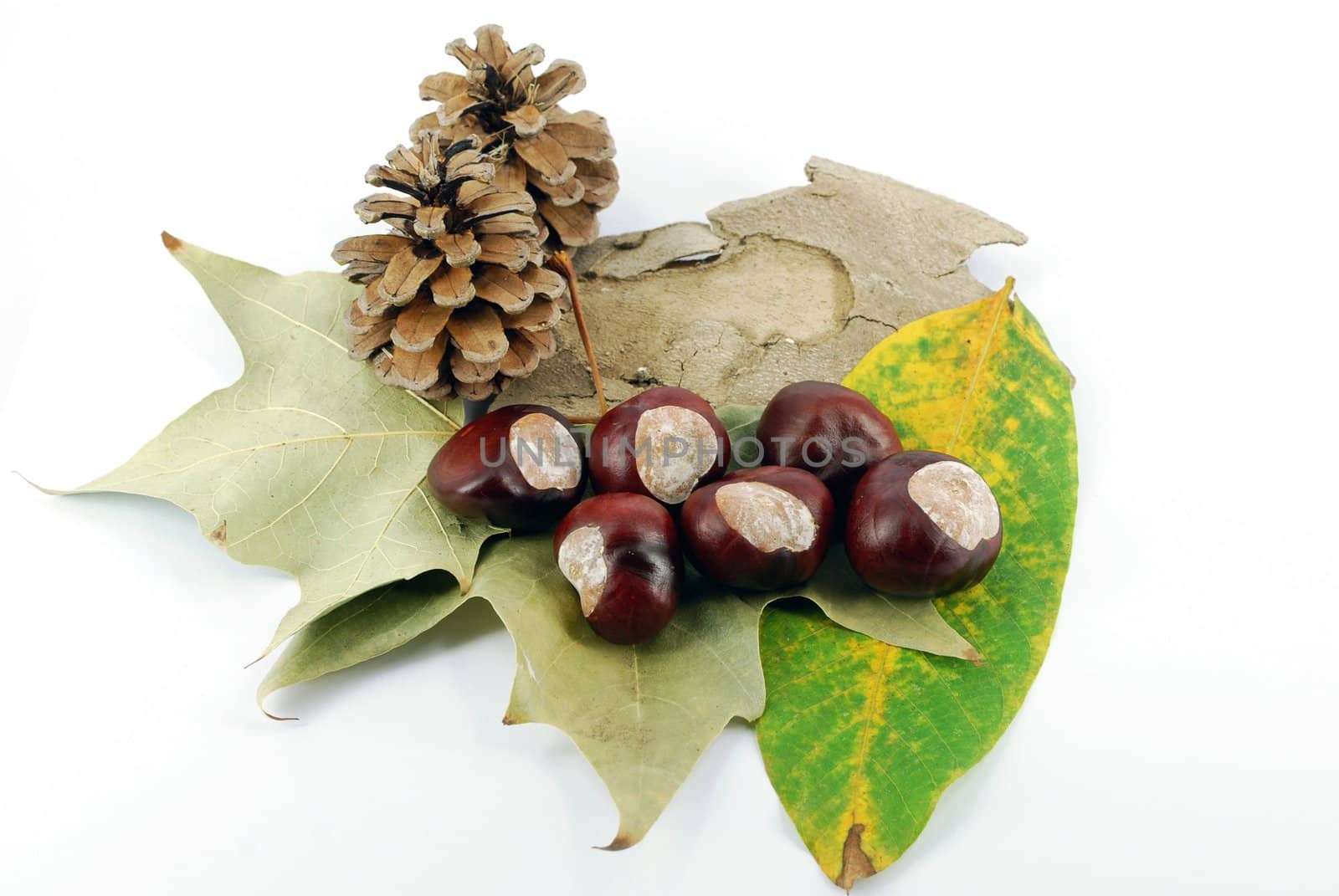 Autumn scene with chestnut leaves and pine-cone