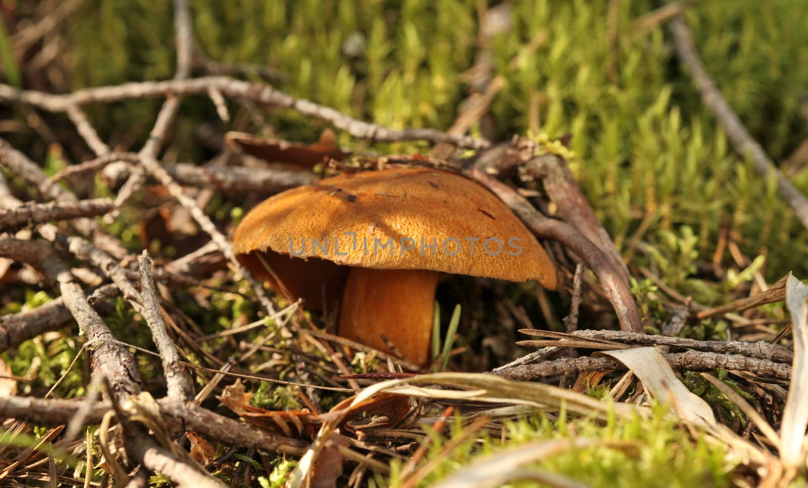 yellow mushroom mossiness mushrooms