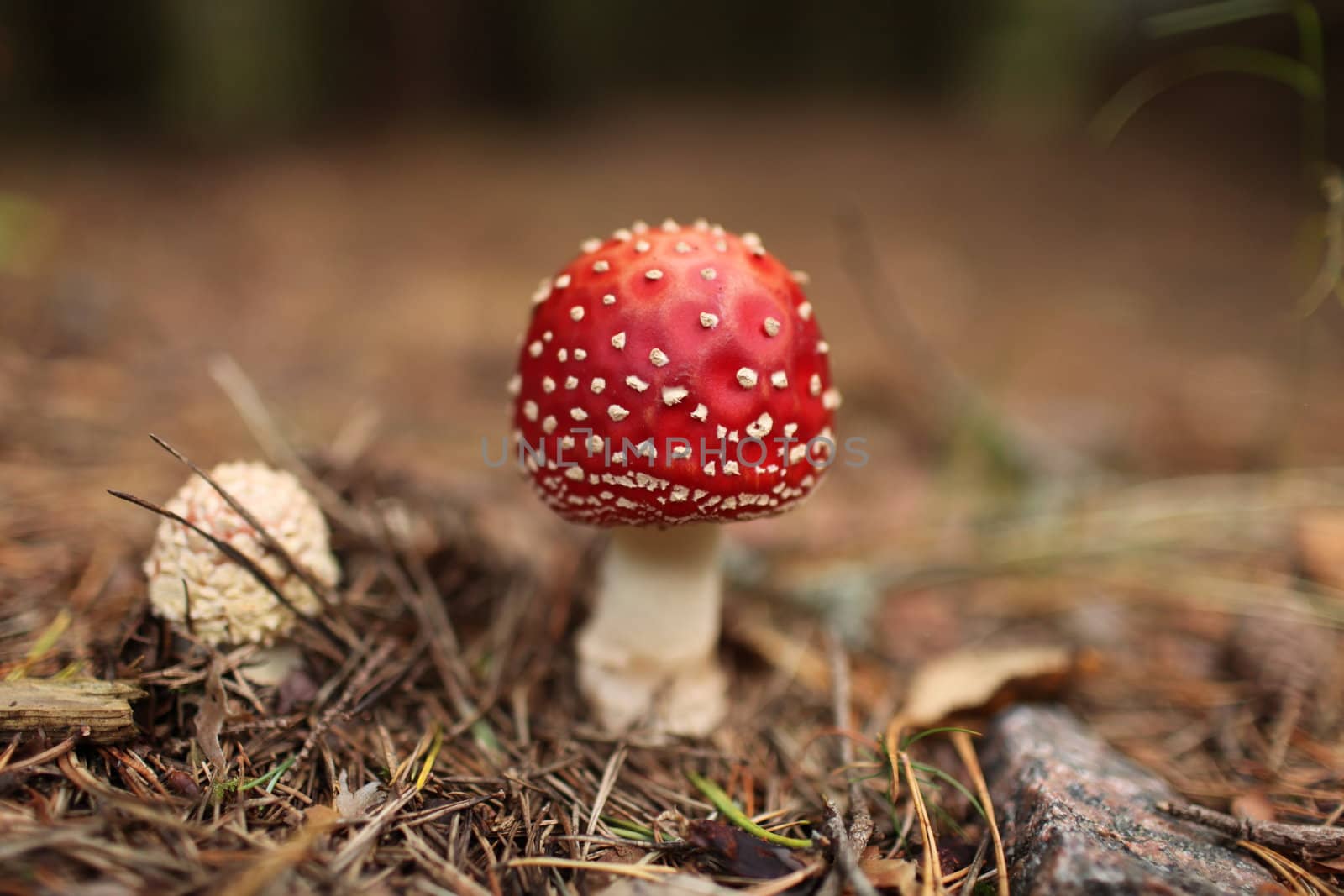 agaric mushroom among the pine needles
