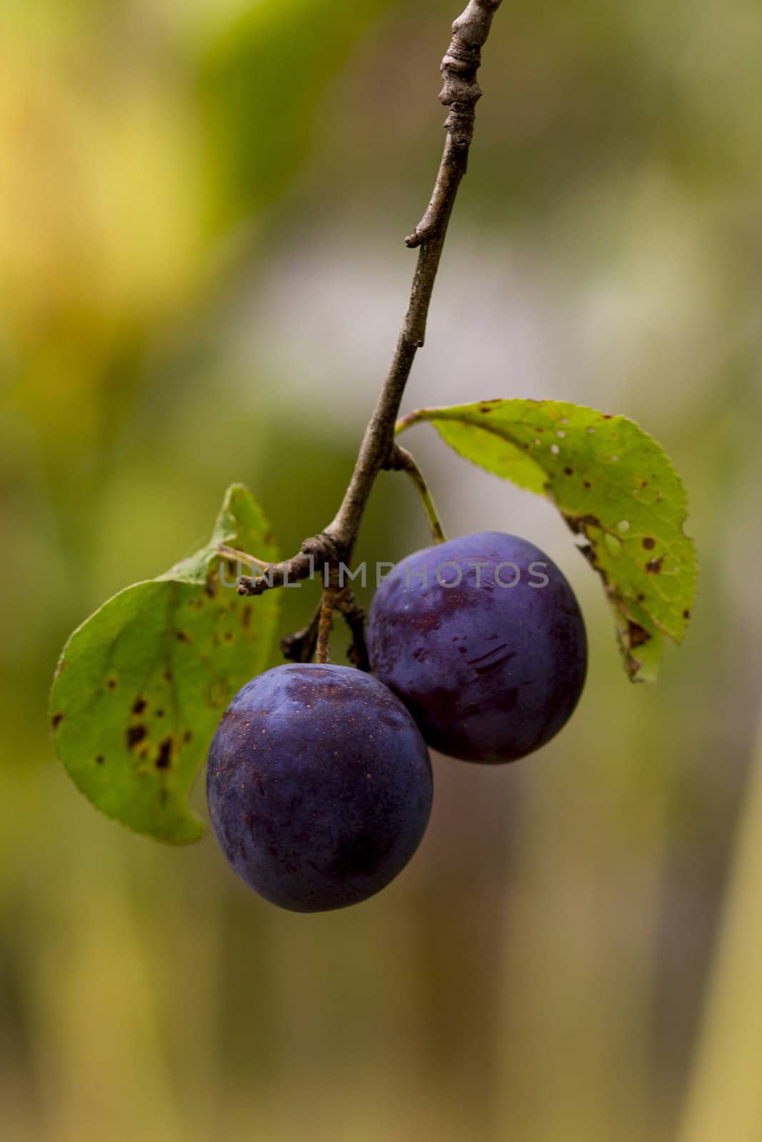 Organic plum on a tree, green leaves in the background