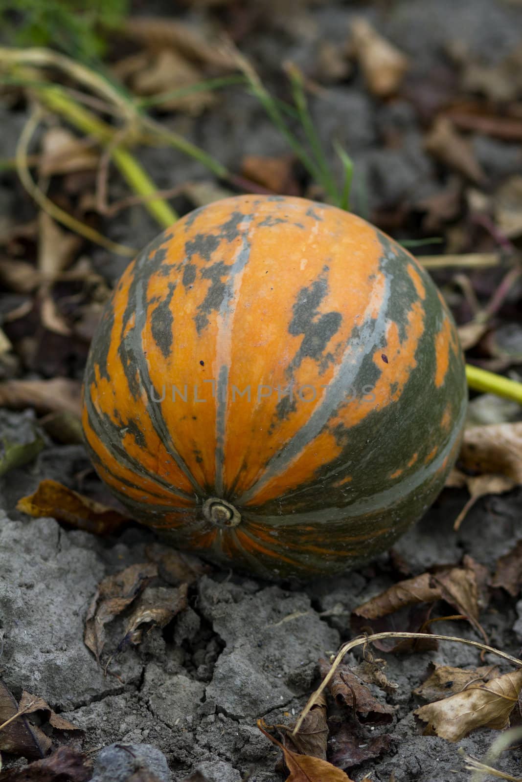 Big, orange coloured organic pumpkin in the field