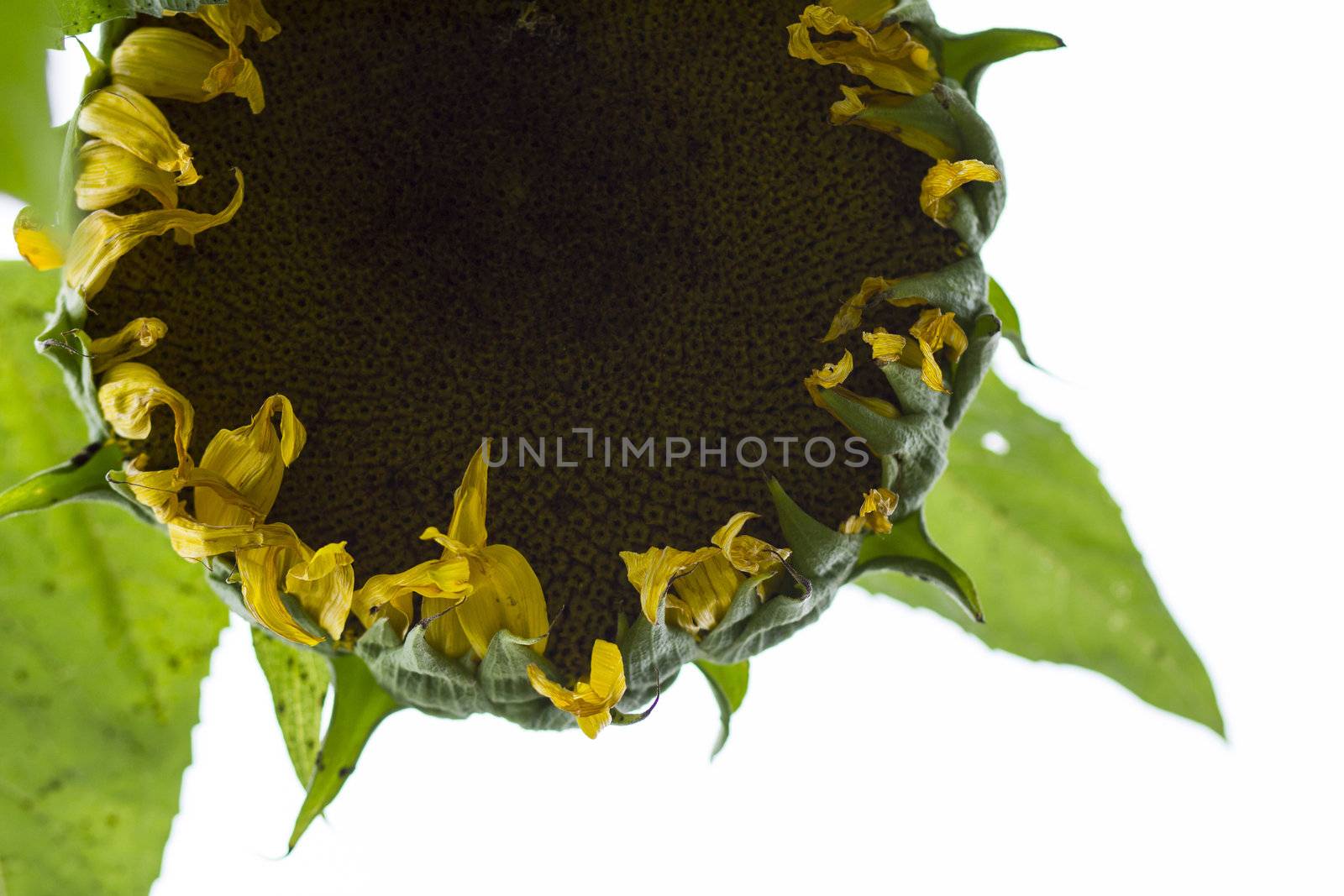 Yellow sunflower  with green leaves before the bright sky