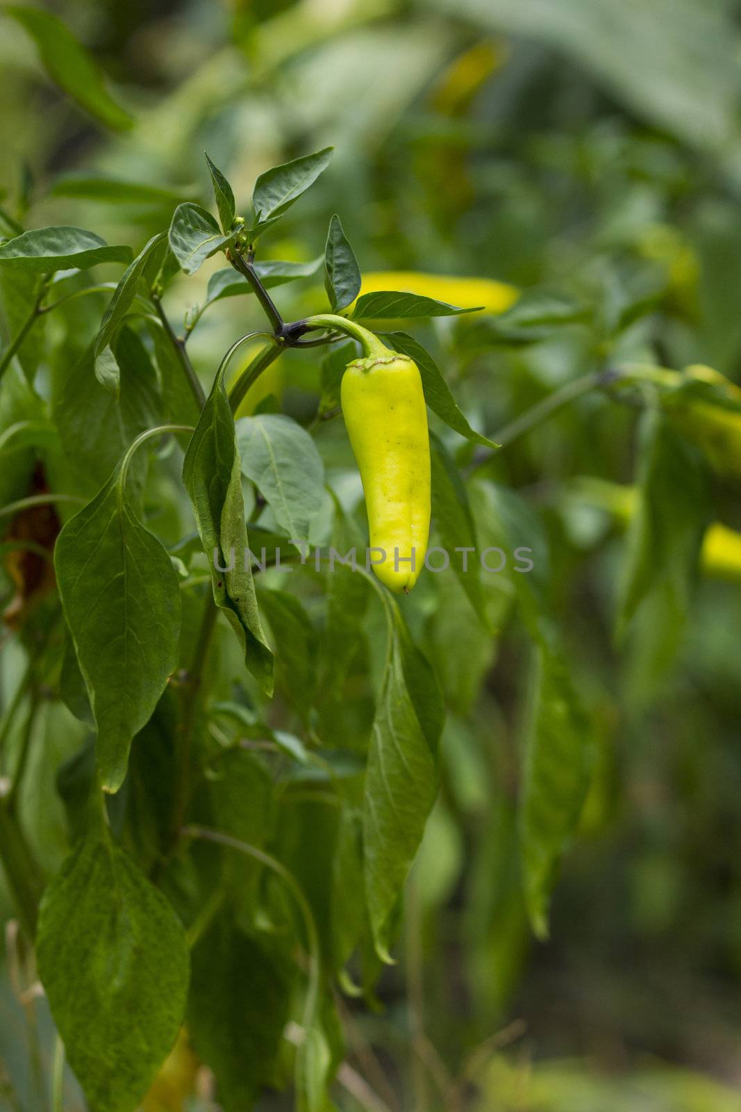 Organic green chili, or pepper, or paprika 