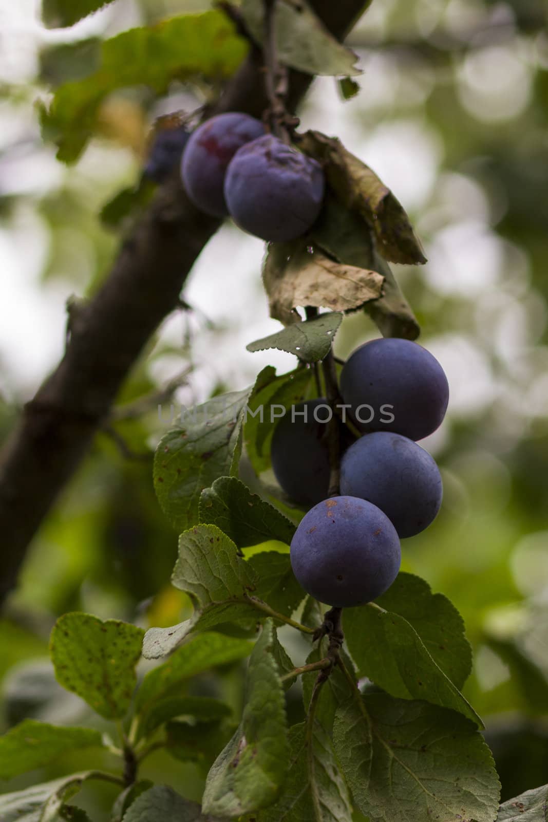 Organic plum on a tree, green leaves in the background