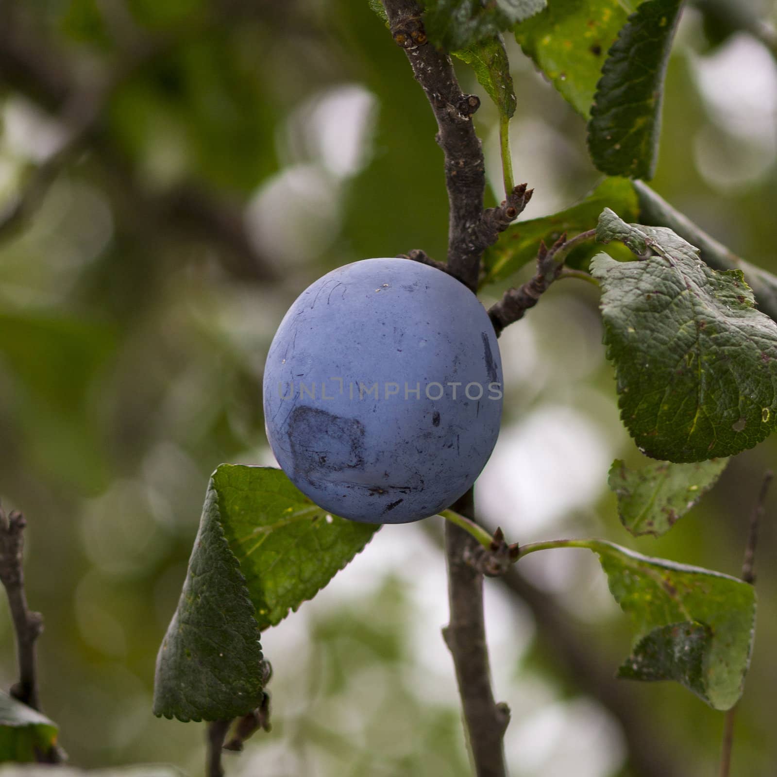 Organic plum on a tree, green leaves in the background