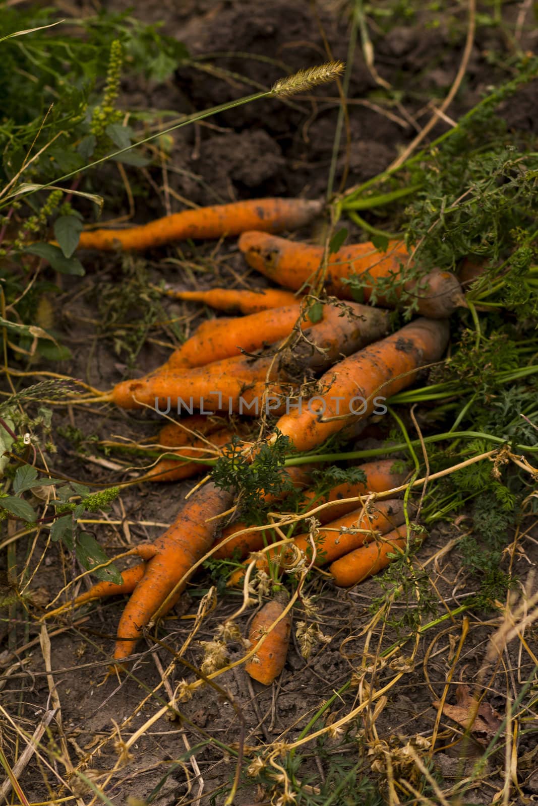 Bunch of orange coloured organic carrots on the ground