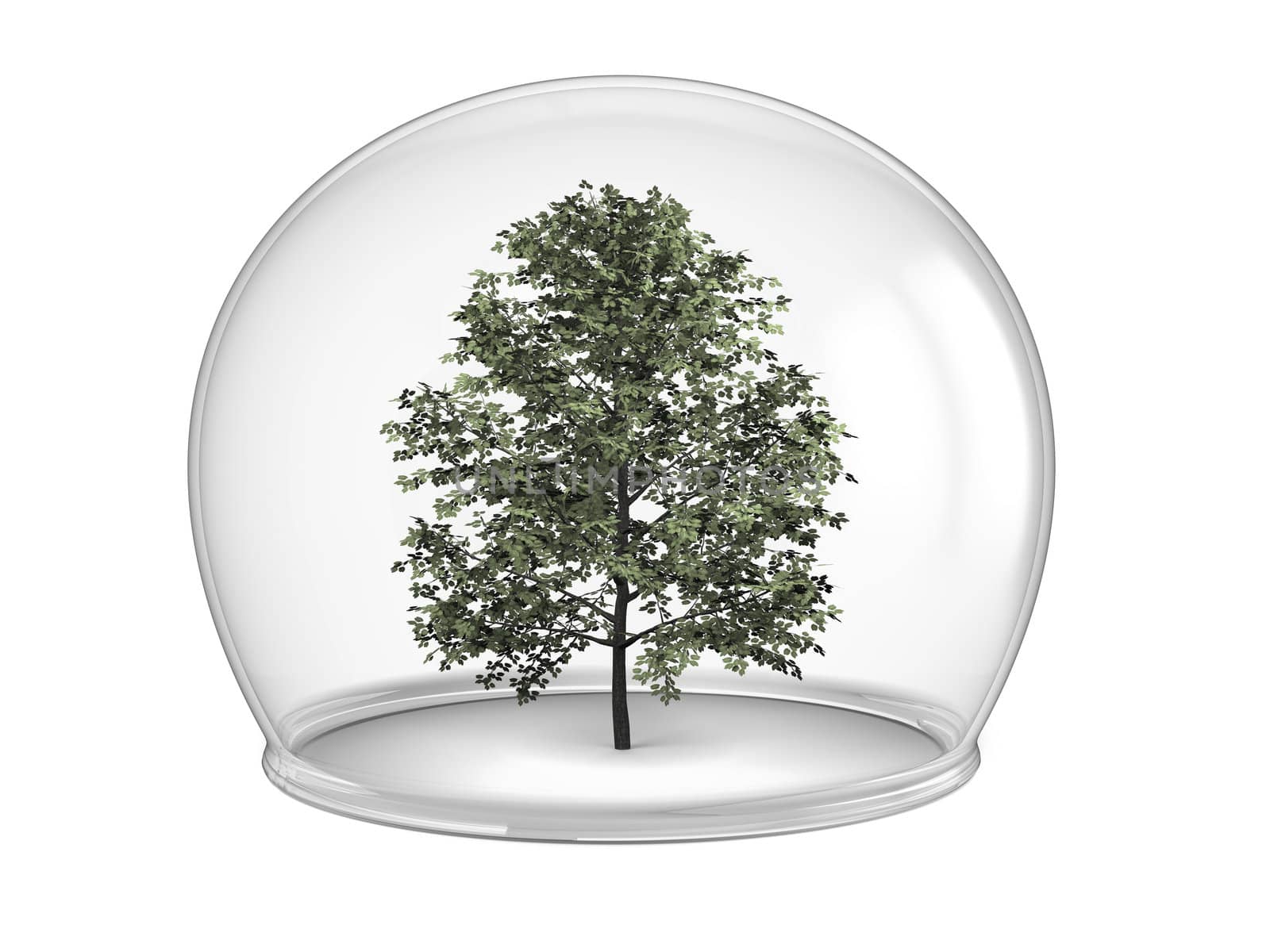 Tree inside glass bowl, concept of environmental protection and conservation, isolated on white background