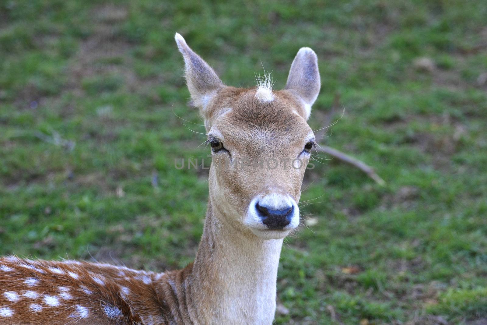 Fallow Deer closeup of face in late summer