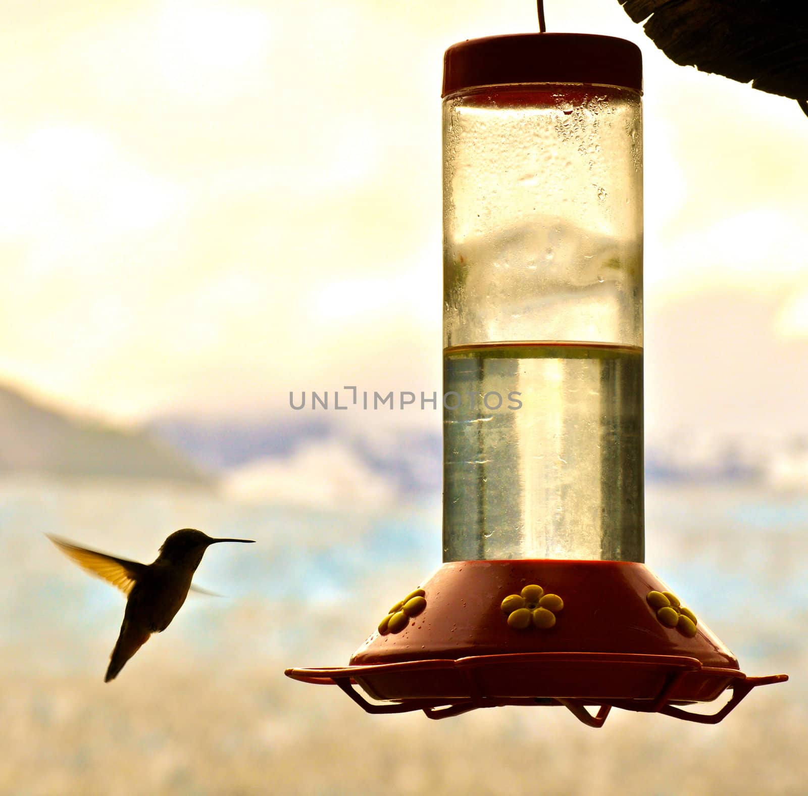 Hummingbird and feeder