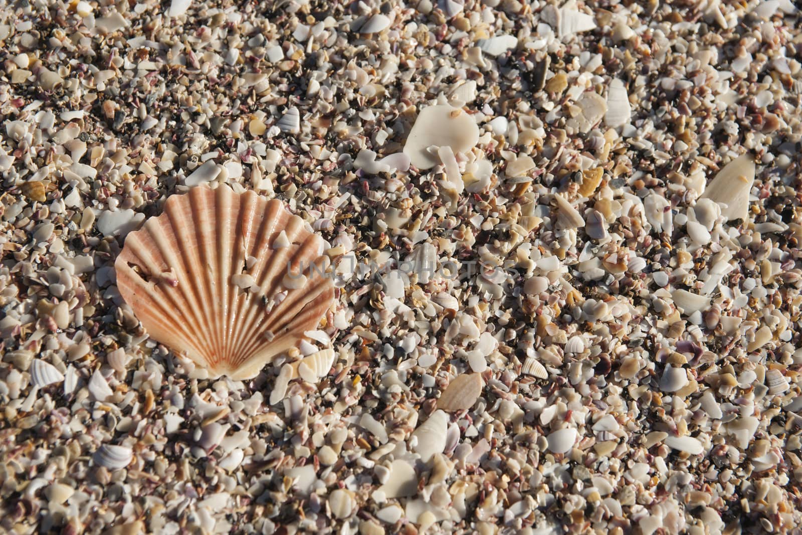 Large fan shaped shell on abeach of small shells