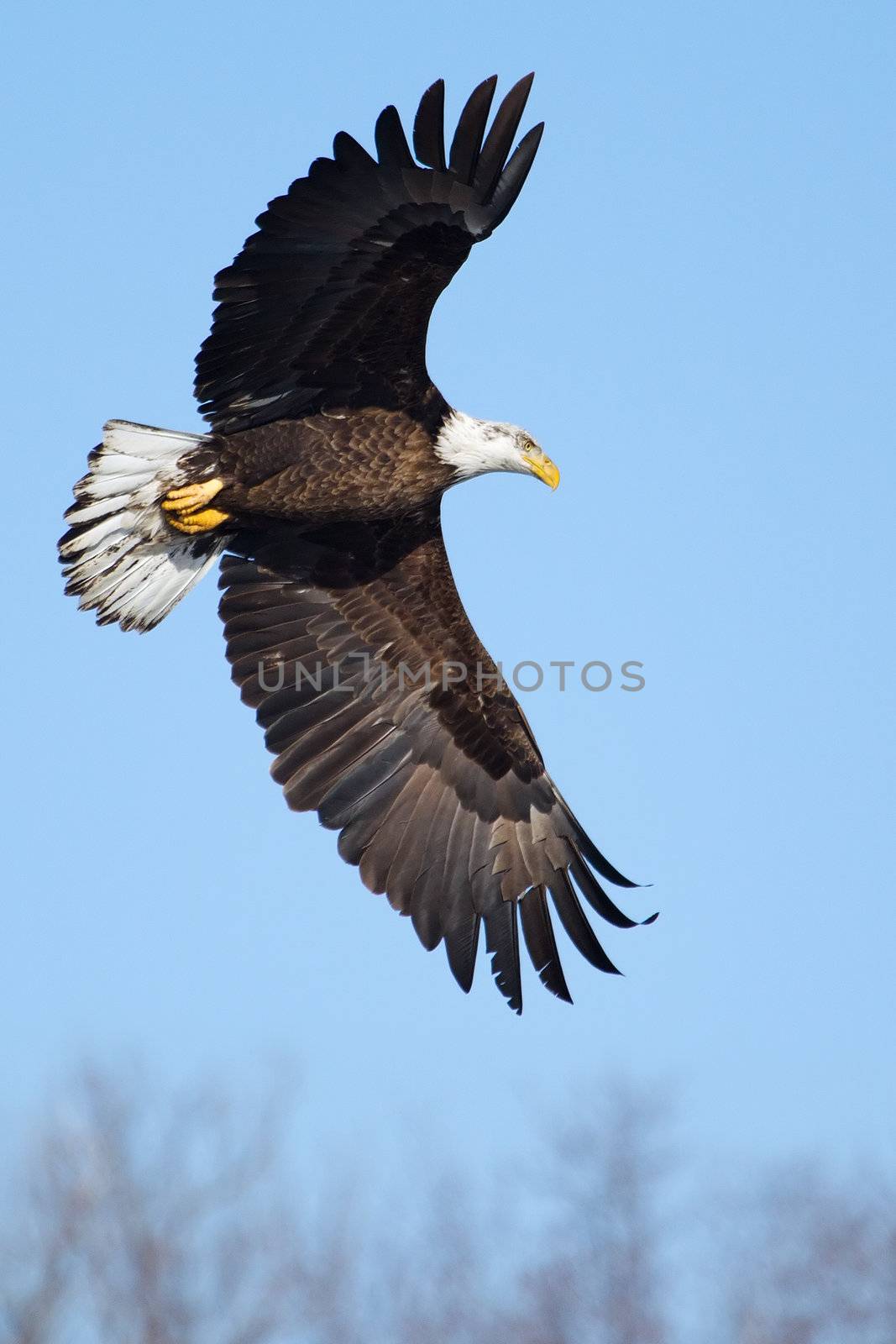 American Bald Eagle flying against a blue sky.