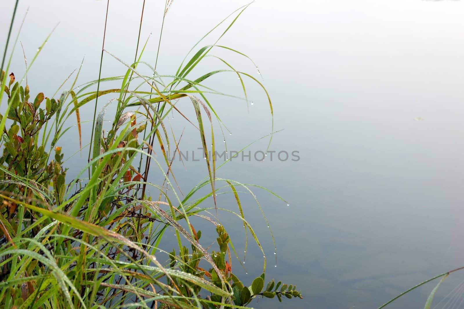 Green grass on the shore of the lake in the early morning