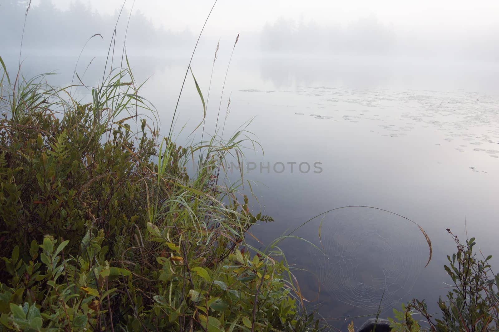 Green grass on the shore of the lake in the erly morning