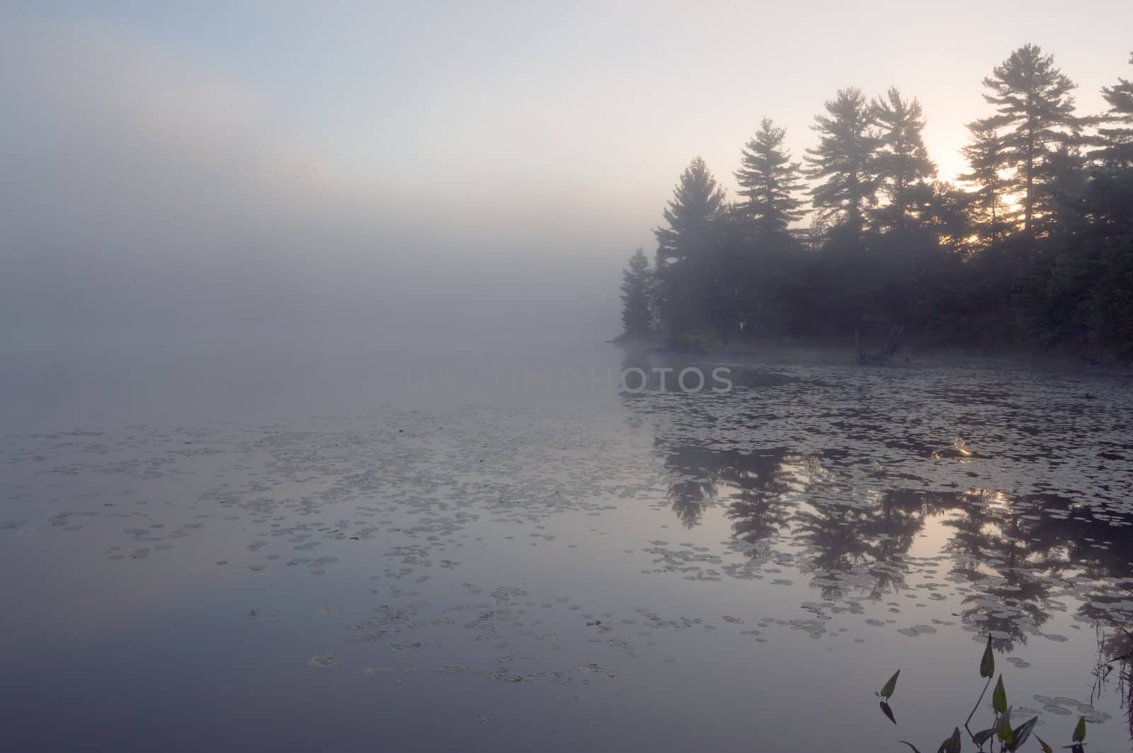 Fog above forest lake in Killarney Park in the morning